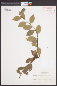 Lyonia lucida image