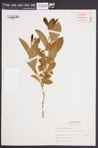 Lyonia mariana image