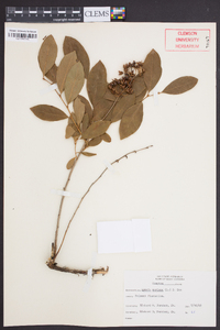 Lyonia mariana image