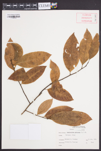 Oxydendrum arboreum image