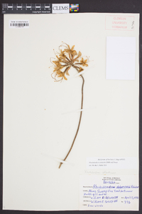 Rhododendron canescens image