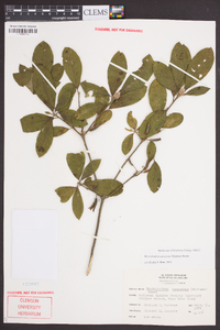 Rhododendron canescens image