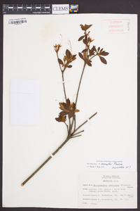 Rhododendron kaempferi image