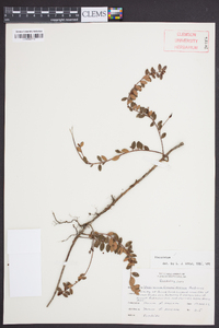 Vaccinium crassifolium image