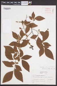 Vaccinium formosum image