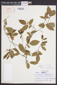 Leucothoe racemosa image