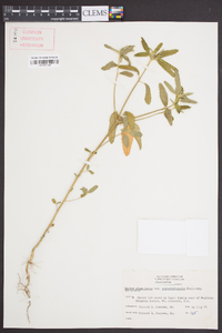 Croton glandulosus var. septentrionalis image