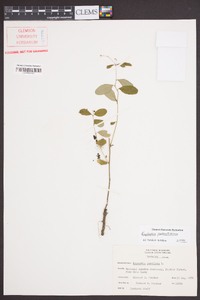 Euphorbia pubentissima image