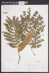 Albizia julibrissin image