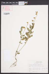 Crotalaria rotundifolia image