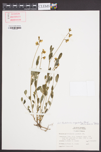 Crotalaria rotundifolia image