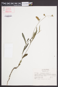 Crotalaria purshii image