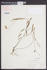 Crotalaria purshii image