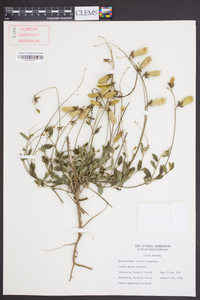 Crotalaria sagittalis image