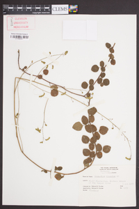 Desmodium lineatum image