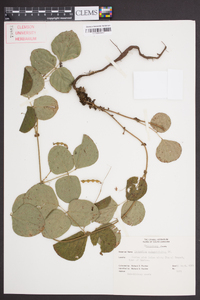 Desmodium rotundifolium image