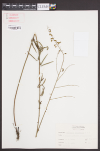 Desmodium tenuifolium image