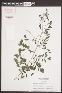 Indigofera caroliniana image