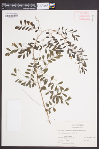 Indigofera caroliniana image