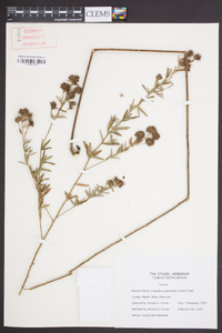 Lespedeza angustifolia image