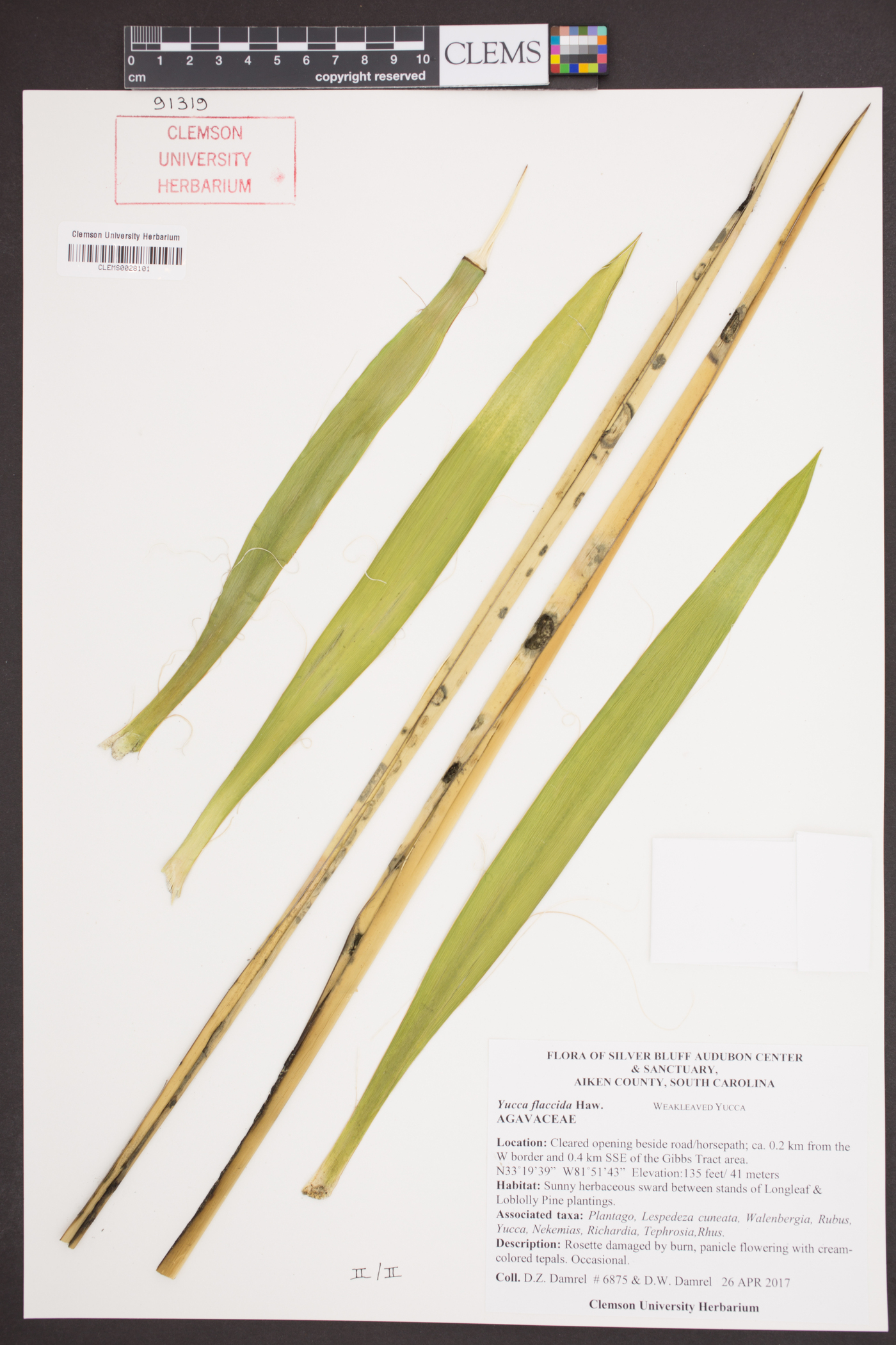 Yucca flaccida image