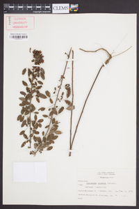 Lespedeza stuevei image