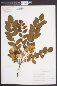 Robinia hispida image