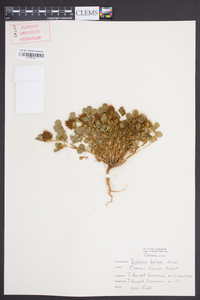 Trifolium hirtum image