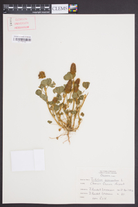 Trifolium incarnatum image