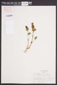 Trifolium incarnatum image