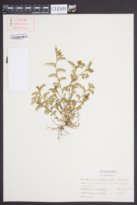 Vicia sativa subsp. nigra image