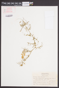 Vicia villosa subsp. varia image
