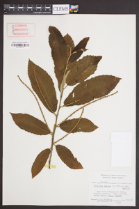 Castanea pumila var. pumila image