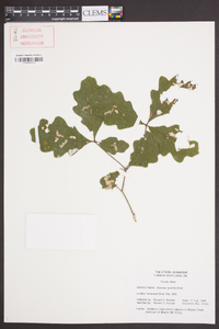 Quercus austrina image