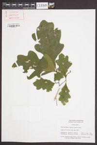 Quercus austrina image