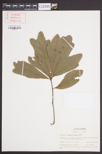 Quercus austrina image