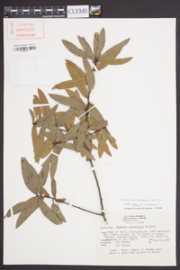 Quercus hemisphaerica image