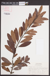 Quercus incana image