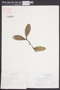 Quercus laurifolia image
