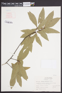 Quercus laurifolia image