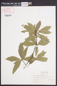 Quercus laurifolia image