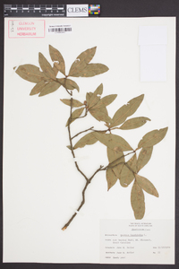 Quercus laurifolia image