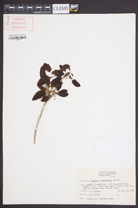 Quercus virginiana image
