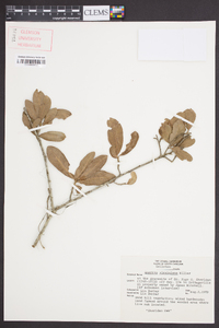 Quercus virginiana image