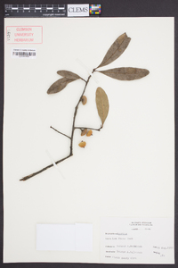 Quercus laurifolia image