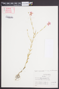 Sabatia campanulata image