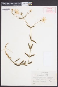 Sabatia dodecandra image