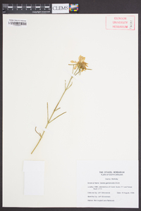 Sabatia gentianoides image