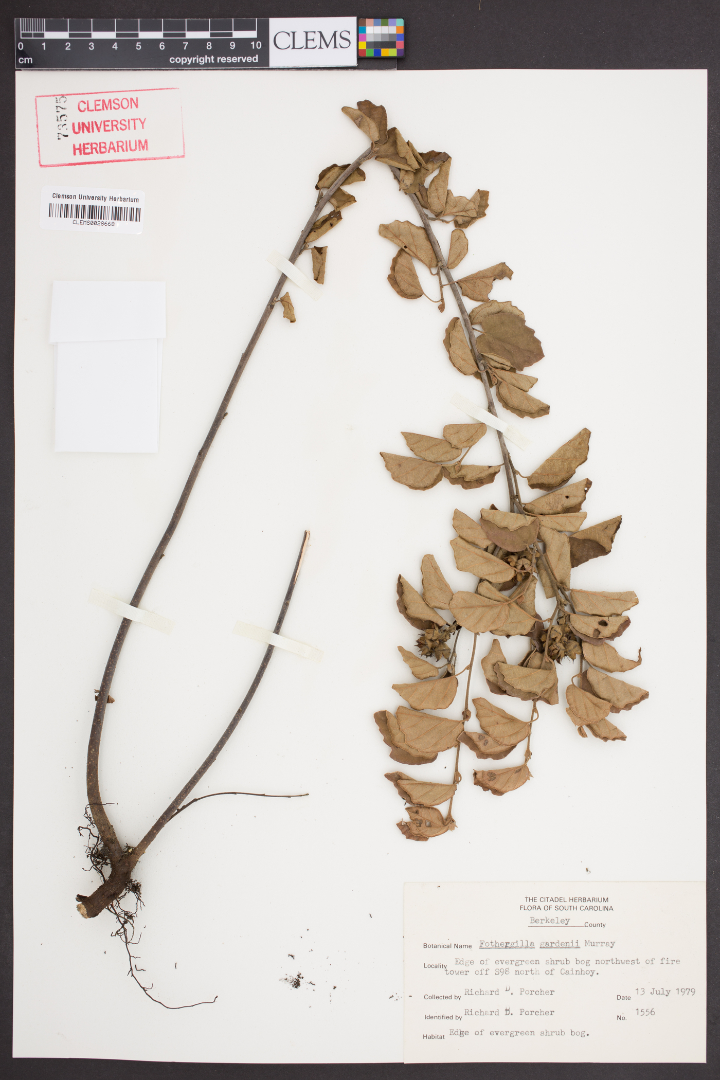 Fothergilla gardenii image