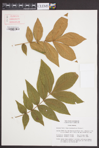 Carya myristiciformis image